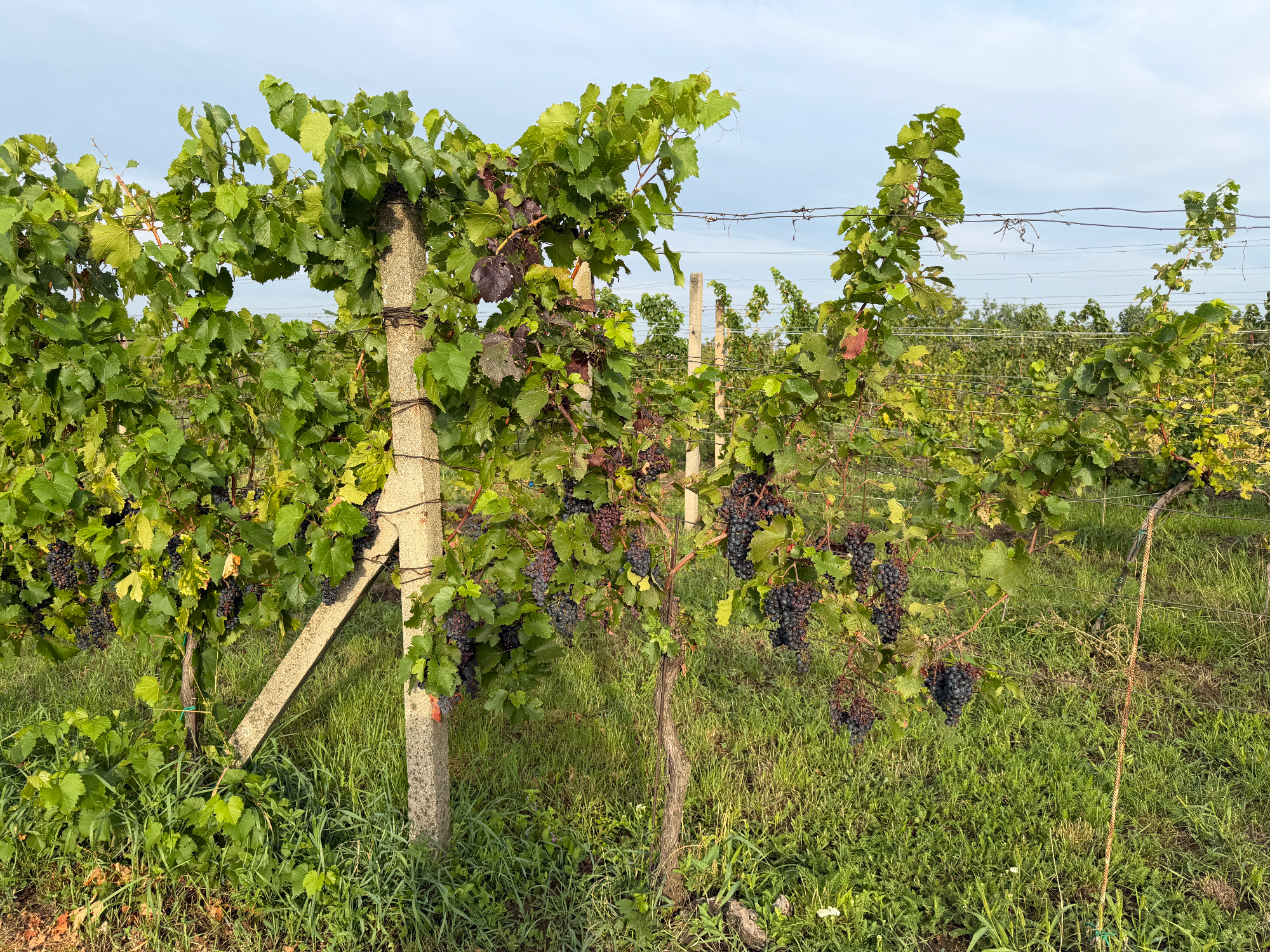 Hrozny ve vinici ve Velkých Bílovicích před vinobraním