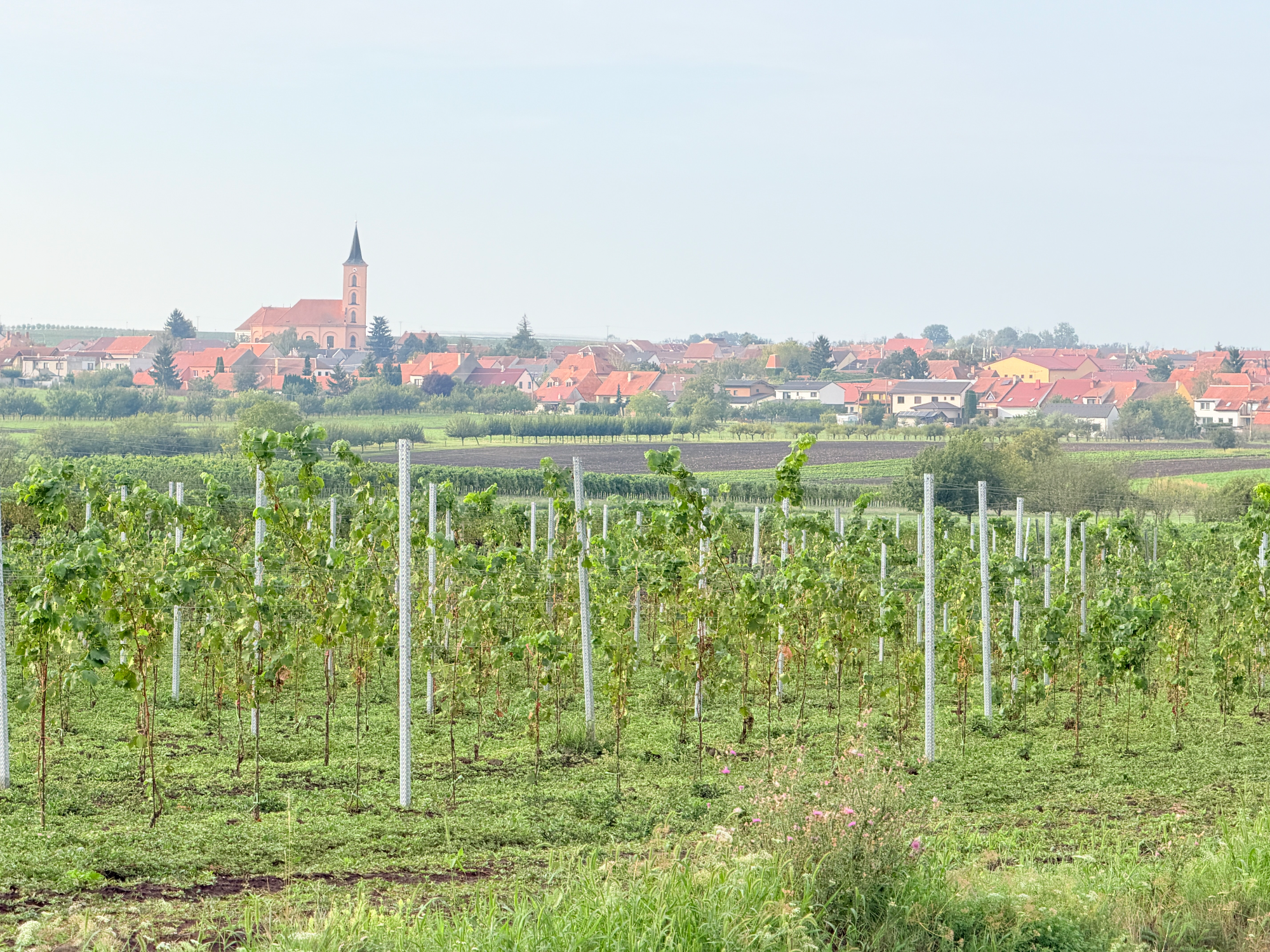 Velké Bílovice mezi vinicemi na jižní Moravě